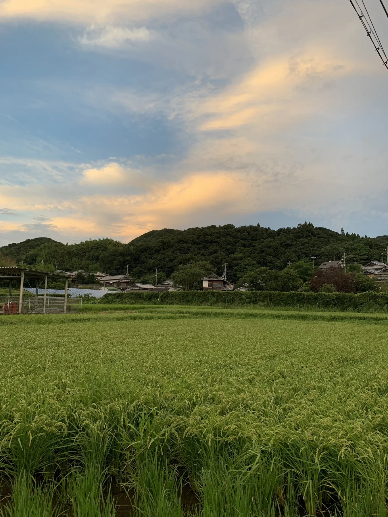 夕方の田園と稲。